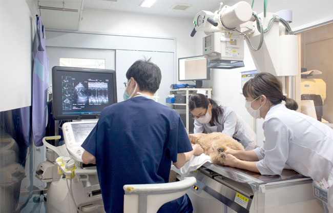 広島市 動物病院 超音波診断で心エコー・循環器評価