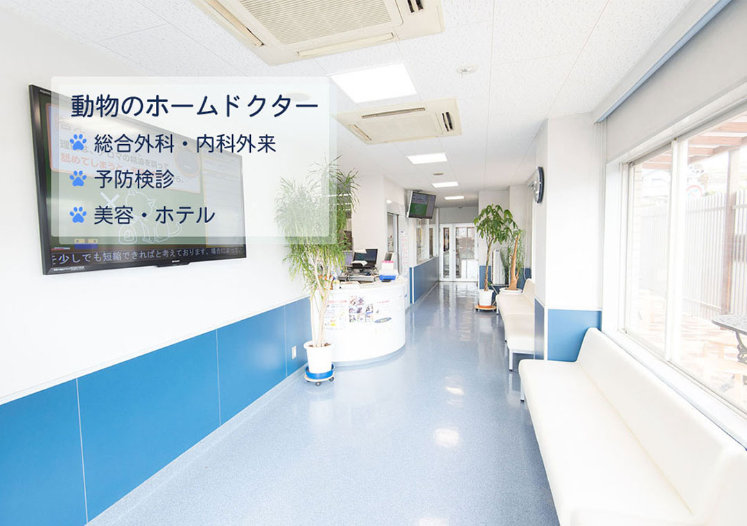 広島市のあさ動物病院 子犬 待合室の風景